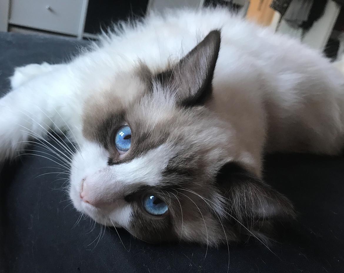 Ragdoll Milo billede 28