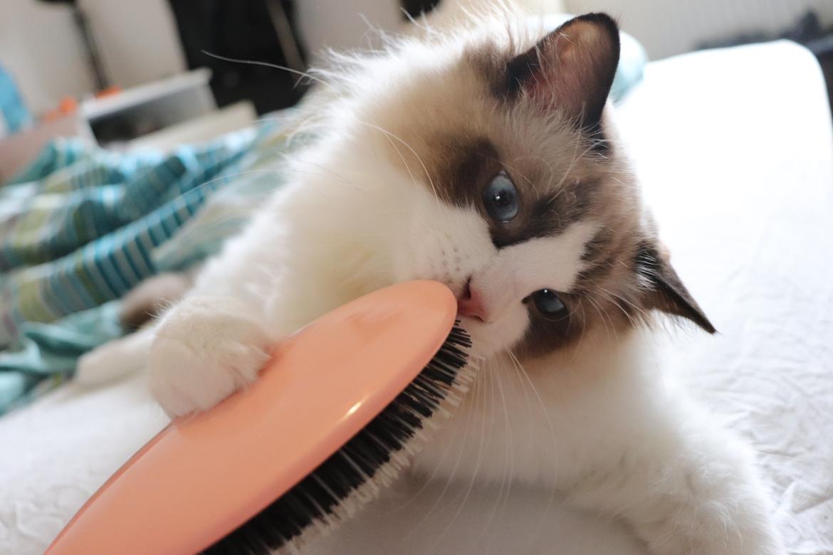 Ragdoll Milo billede 26