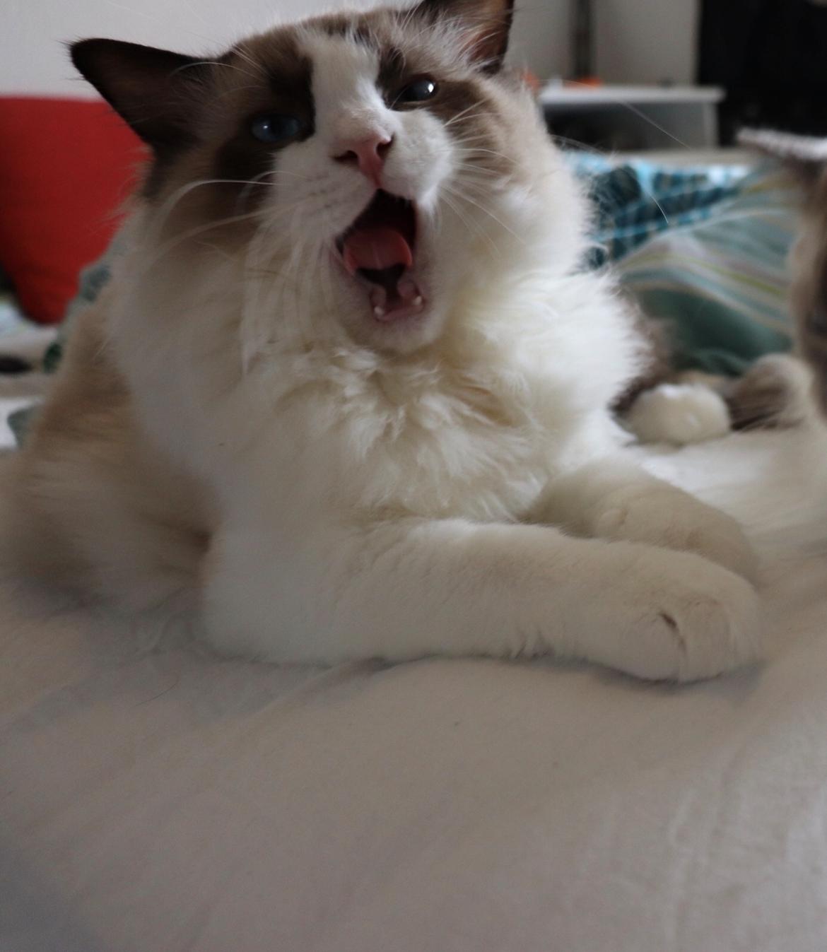 Ragdoll Milo billede 23