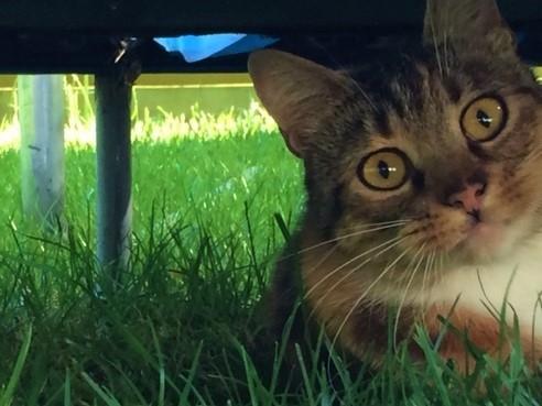 Huskat Musling - Velkommen til Muslings profil. Dette billede er fra før hun blev decideret tam. Jeg beklager kvaliteten af billederne; de er alle taget med IPhone. Jeg skal nok få lagt nogle bedre nogle ind, så snart jeg får taget nogle med vores kamera. billede 1