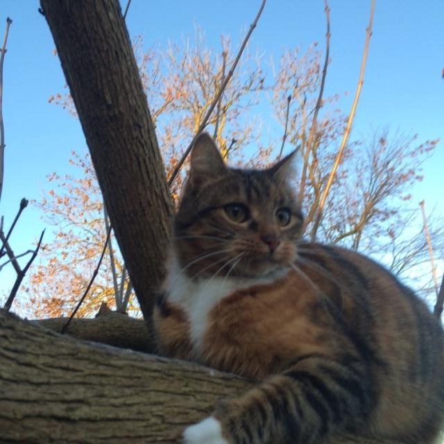 Huskat Musling billede 2