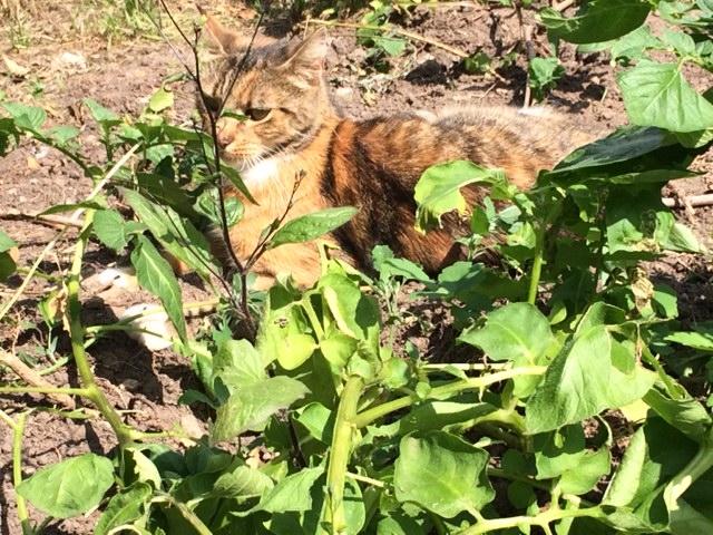 Huskat Musling - Nyder solen i haven. billede 6