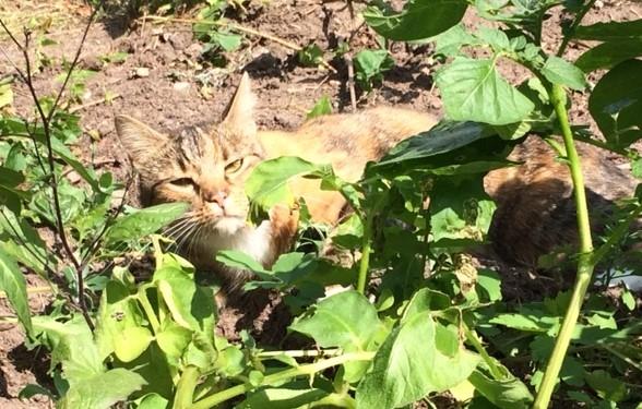 Huskat Musling - Nyder solen i haven. billede 7