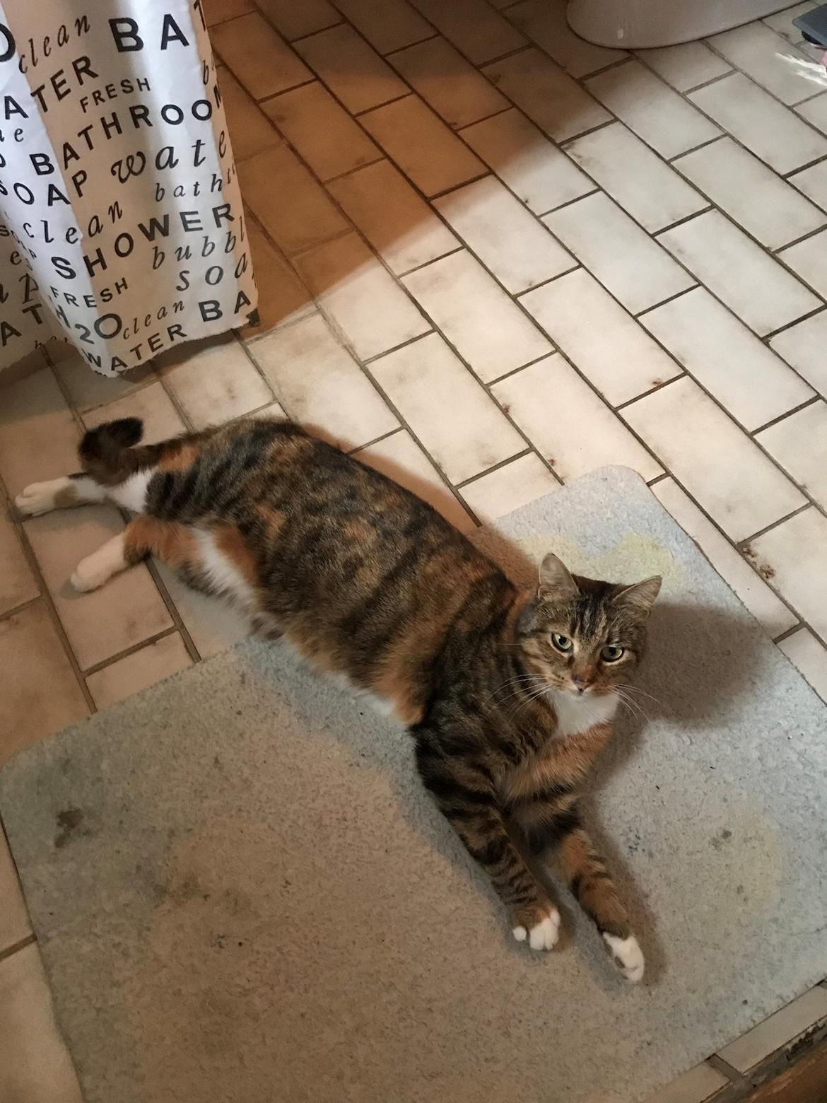 Huskat Musling - Musling slapper af ude på baværelsesgulvet. Marts 2018 billede 8