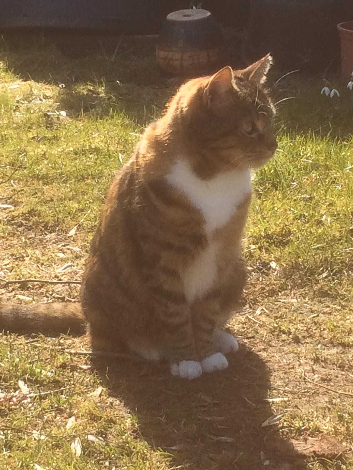 Huskat Musling - Marts 2018 (mener jeg nok). billede 11