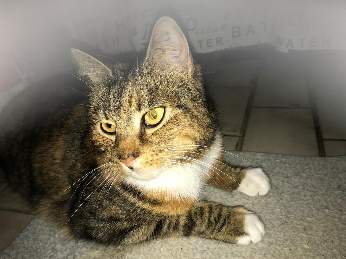 Huskat Musling - Afslapning på badeværelset - marts 2018 billede 16