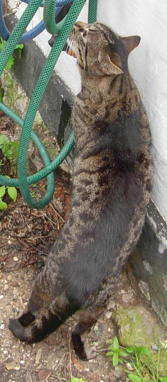 Huskat Pjock<3 R.I.P.<3 - Pjock drikker af vandslangen - forår/sommer 2010. "Ingen er perfekte, men nogle er perfekte for hinanden. Du var perfekt for mig, og det vil du altid være!" billede 18