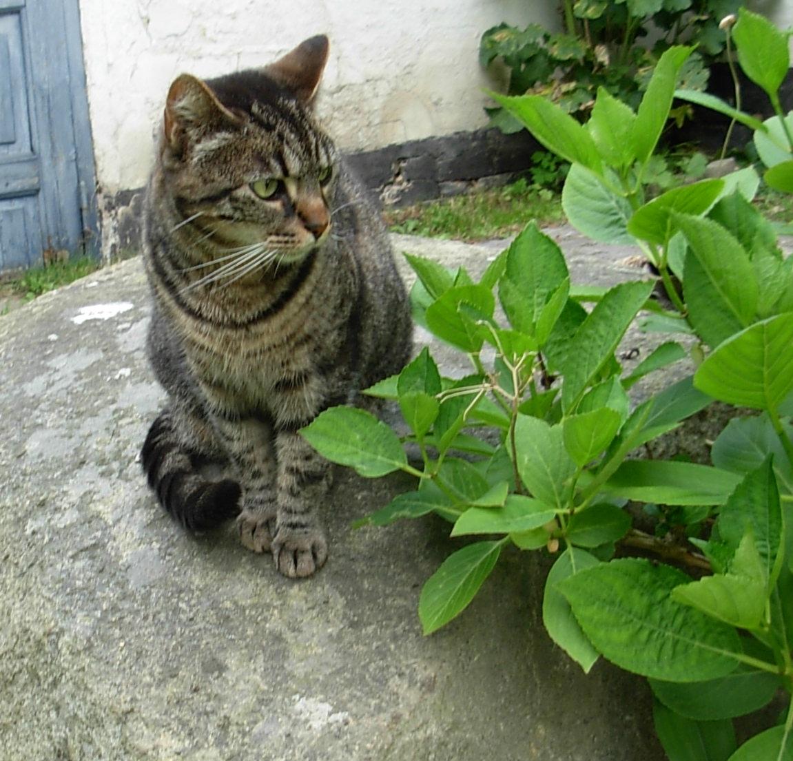 Huskat Pjock<3 R.I.P.<3 - "Du er en skat, der aldrig vil blive glemt" billede 34