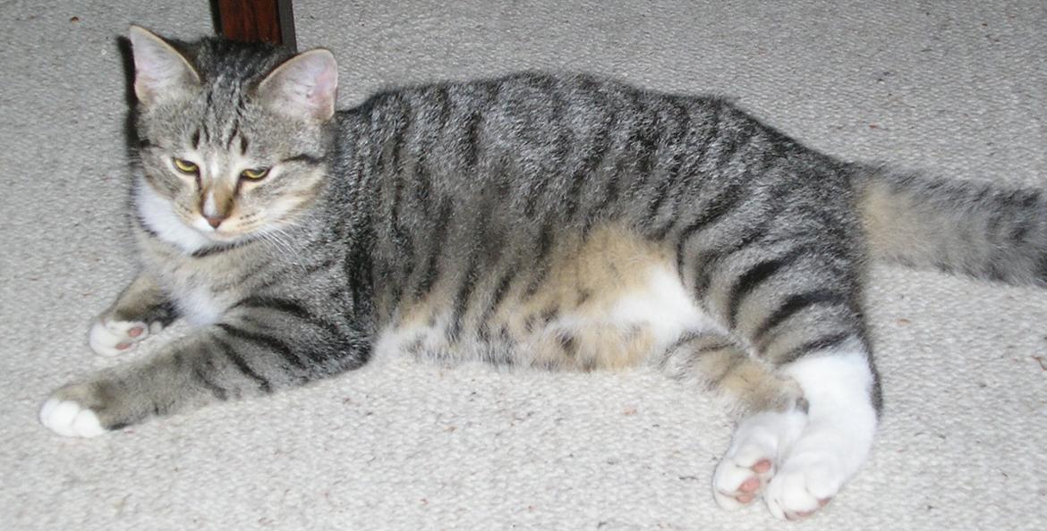 Huskat Sofus<3 R.I.P.<3 billede 22