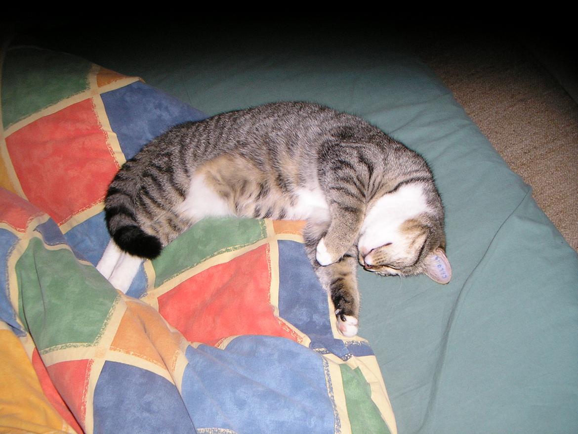 Huskat Sofus<3 R.I.P.<3 billede 23