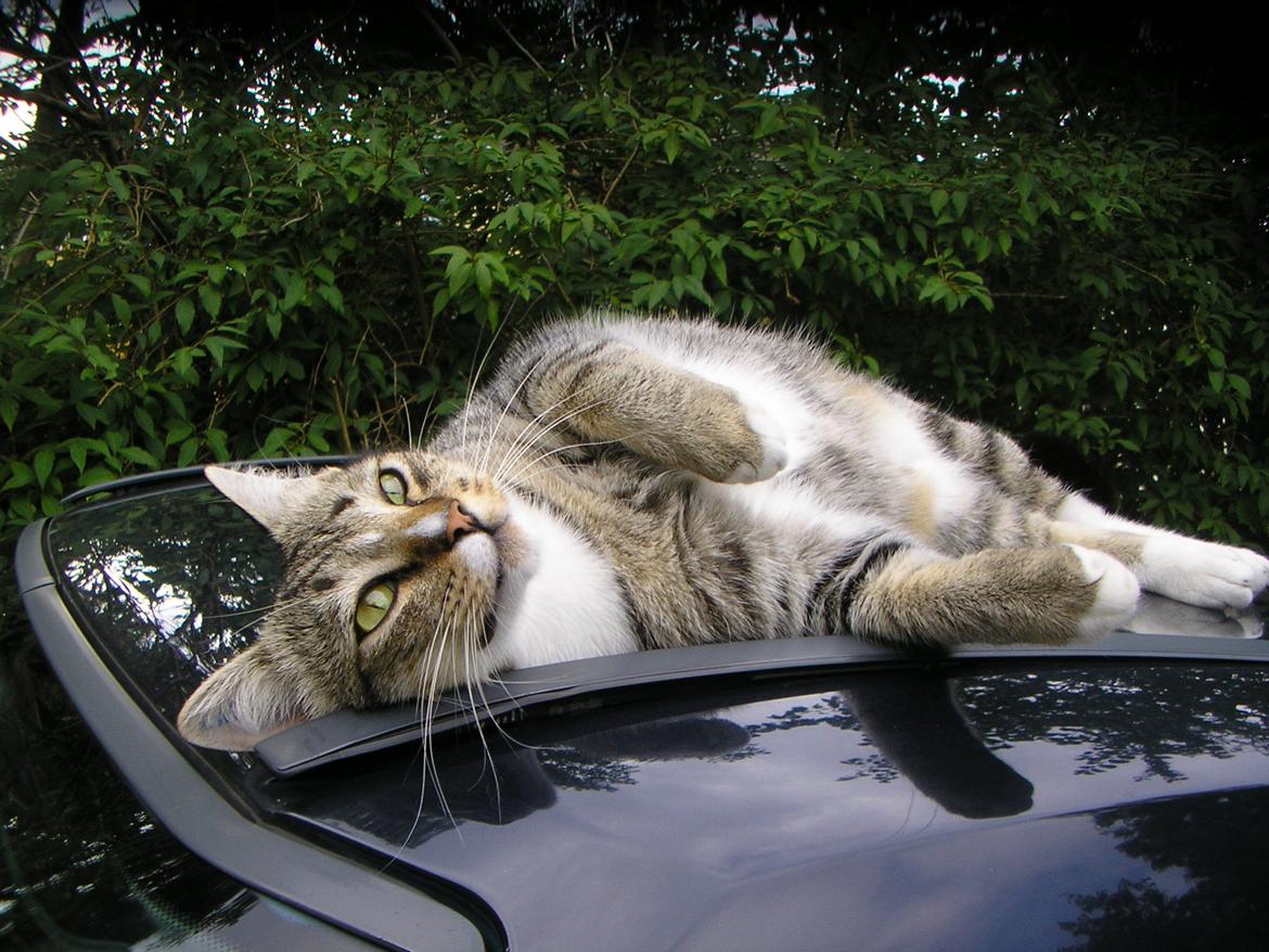 Huskat Sofus<3 R.I.P.<3 billede 24