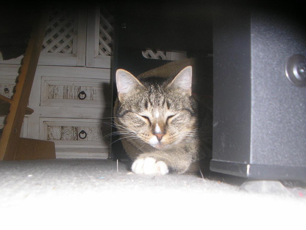 Huskat Sofus<3 R.I.P.<3 billede 25