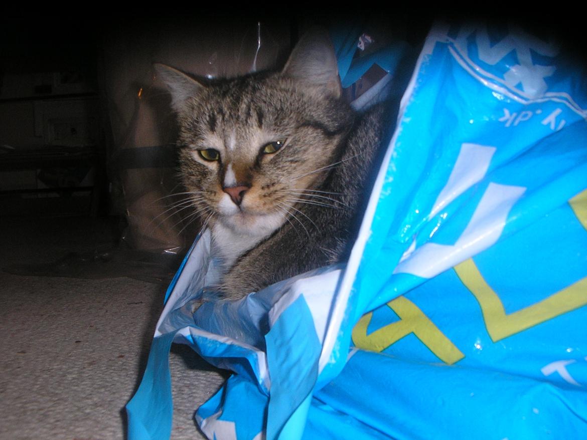 Huskat Sofus<3 R.I.P.<3 billede 26