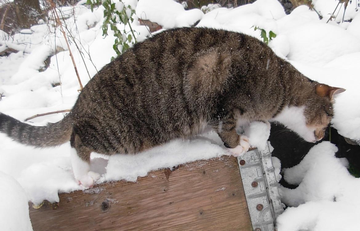 Huskat Sofus<3 R.I.P.<3 billede 29