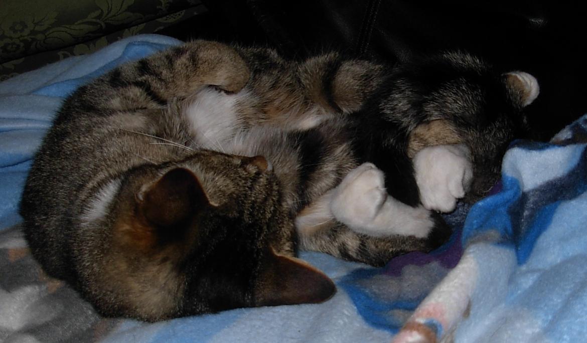 Huskat Sofus<3 R.I.P.<3 billede 30