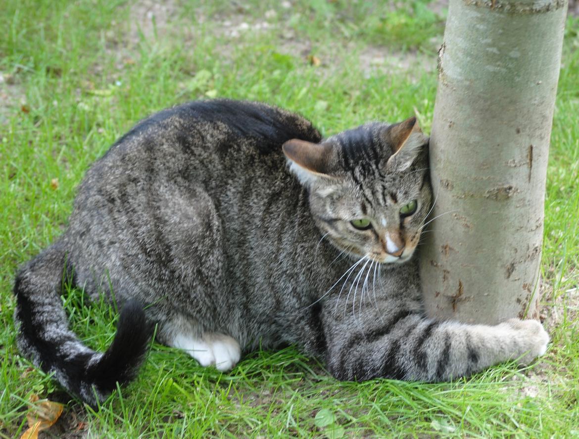 Huskat Sofus<3 R.I.P.<3 billede 32