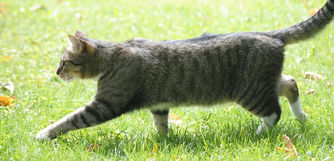 Huskat Sofus<3 R.I.P.<3 billede 33