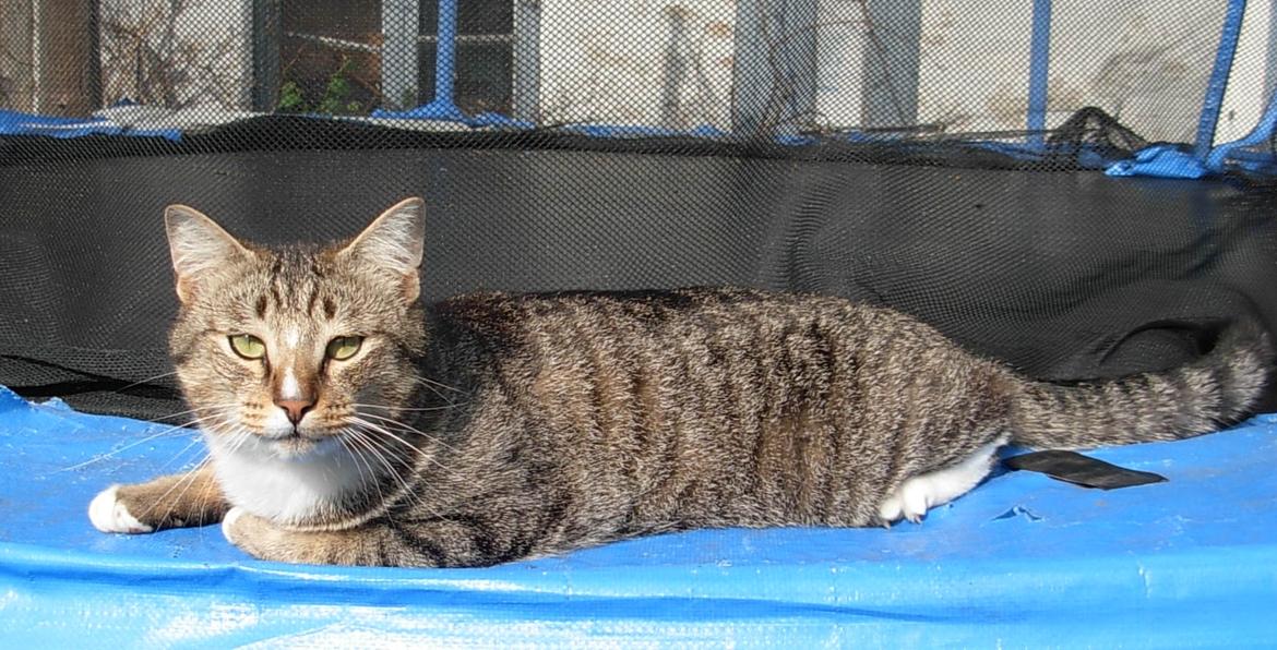 Huskat Sofus<3 R.I.P.<3 billede 34