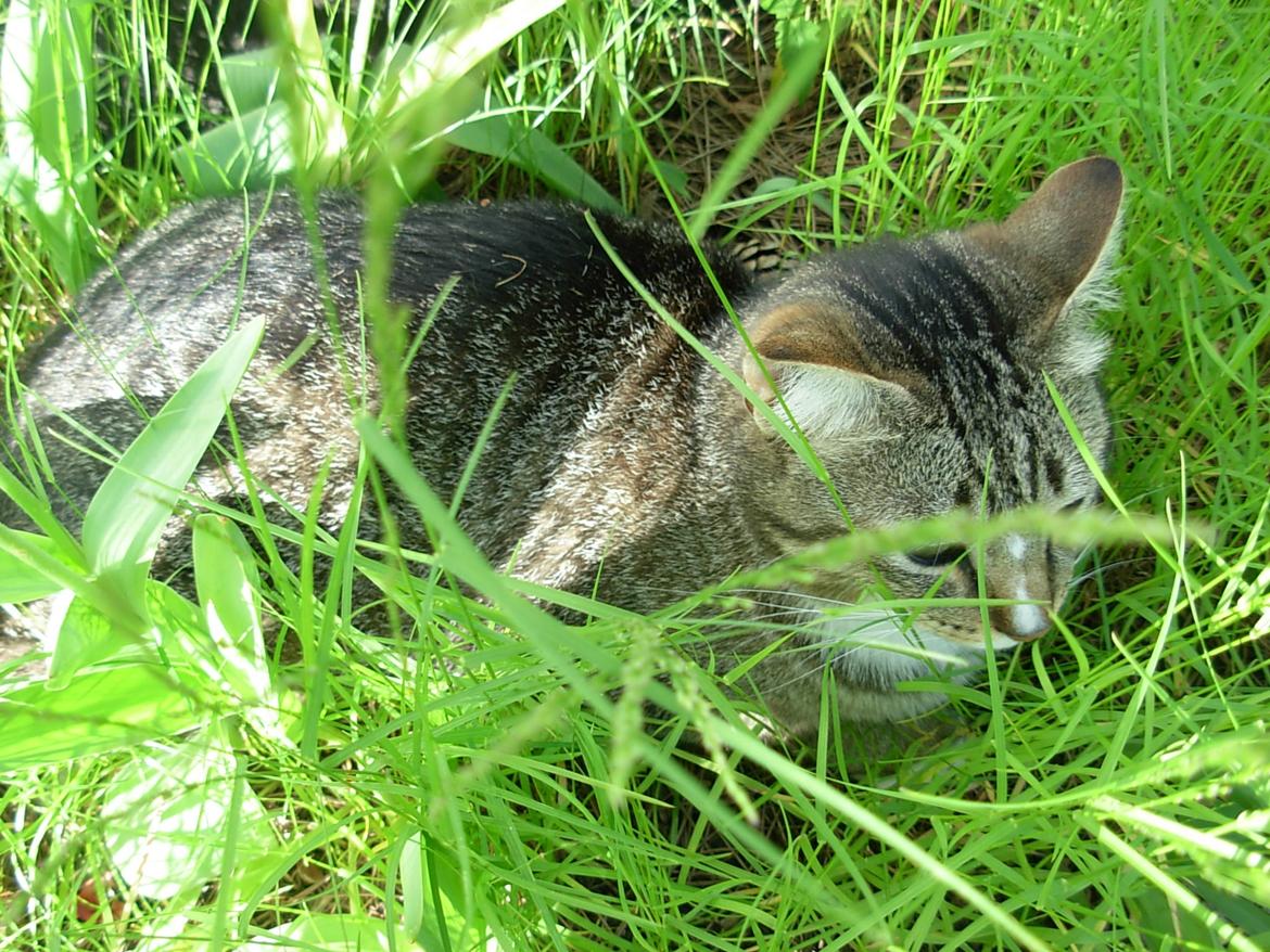 Huskat Sofus<3 R.I.P.<3 billede 35