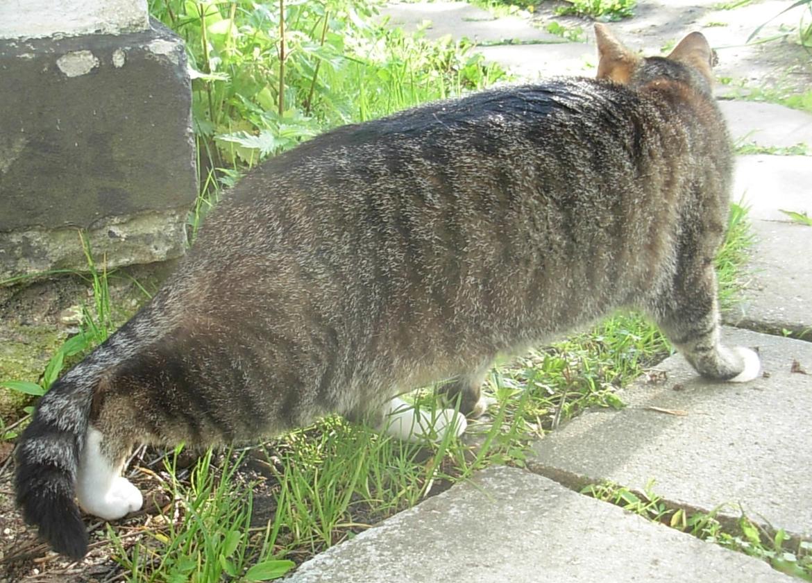 Huskat Sofus<3 R.I.P.<3 billede 36