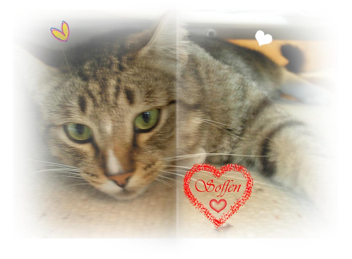 Huskat Sofus<3 R.I.P.<3 - Velkommen til Sofus profil. Jeg vil lave et ordentligt mindebillede til ham, så snart jeg får gang i billedredigering igen.Jeg savner dig Sofus! <3 :'( billede 1