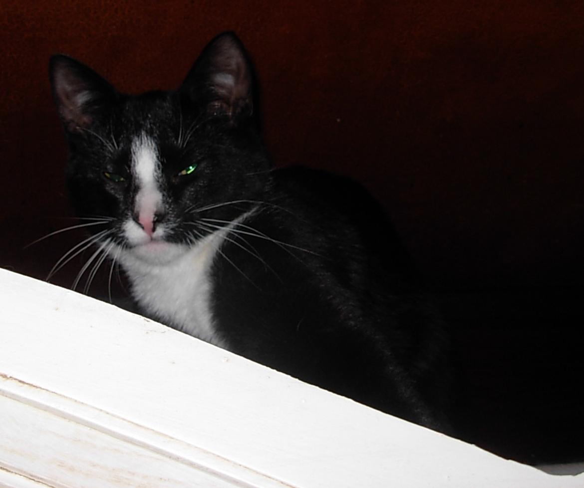 Huskat Nuzer<3 R.I.P.<3 billede 21