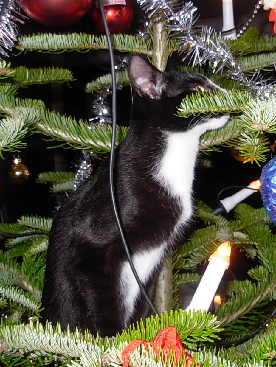 Huskat Nuzer<3 R.I.P.<3 billede 23