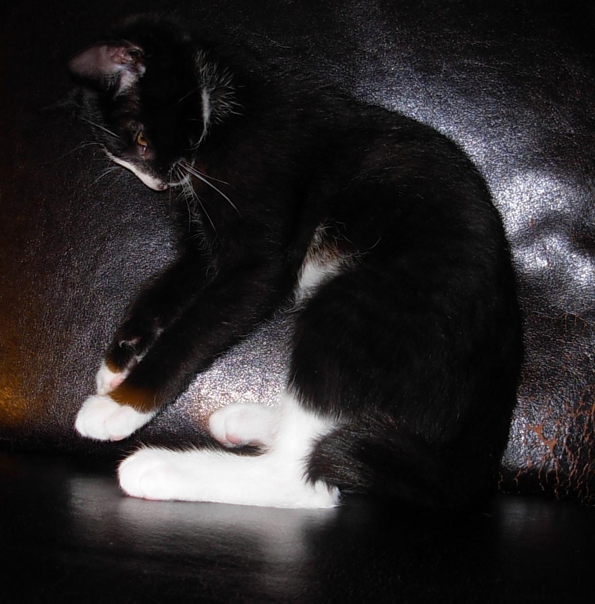 Huskat Nuzer<3 R.I.P.<3 billede 25