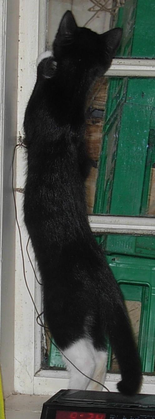 Huskat Nuzer<3 R.I.P.<3 billede 27