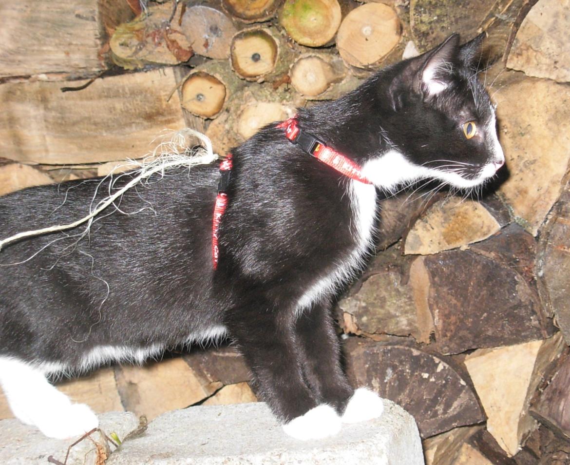 Huskat Nuzer<3 R.I.P.<3 billede 28