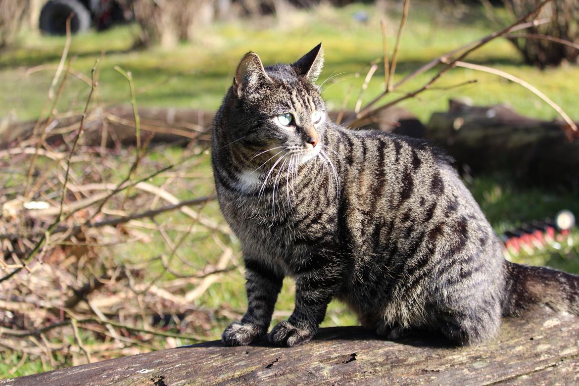 Huskat Silver Just Kidding billede 14