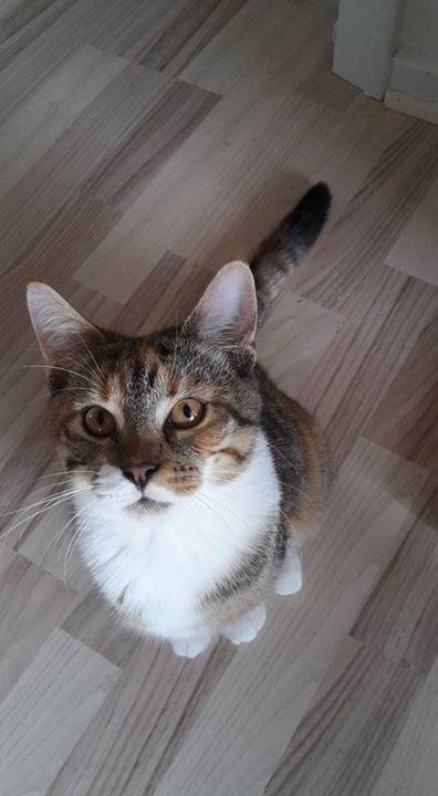 Huskat Fiji billede 1