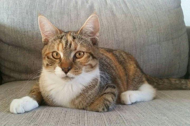 Huskat Fiji billede 2