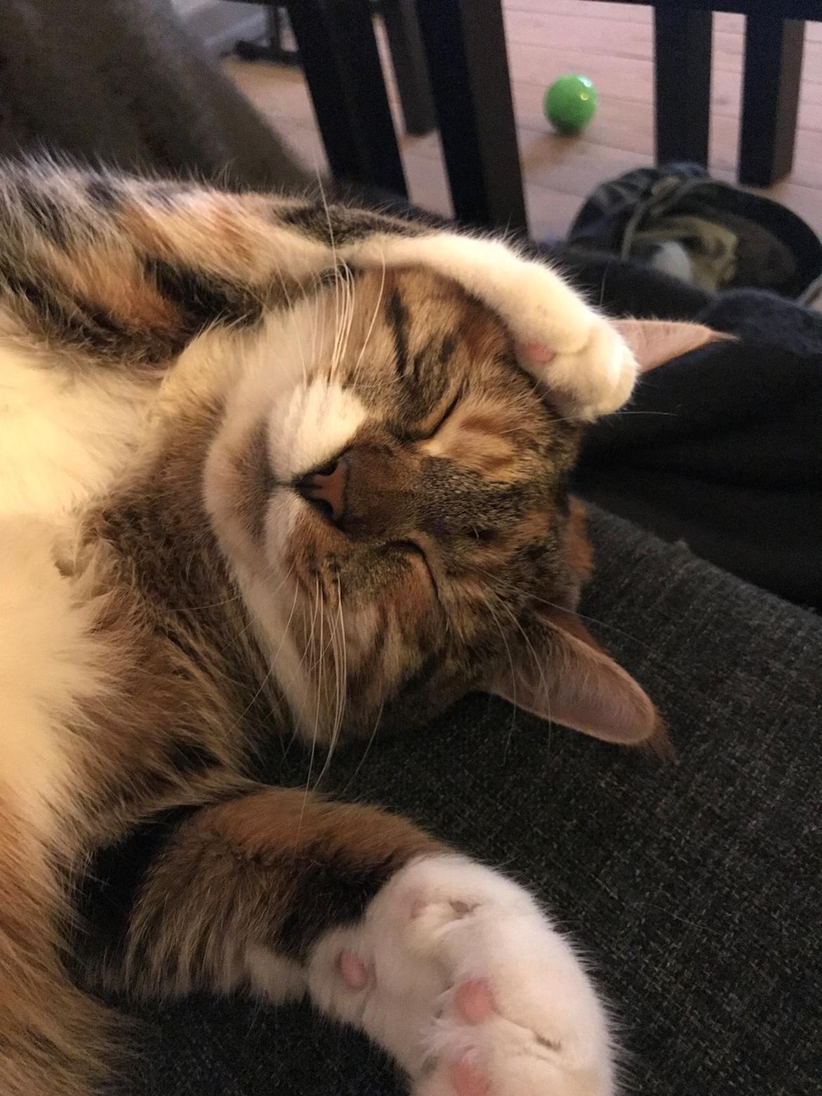 Huskat Fiji billede 5