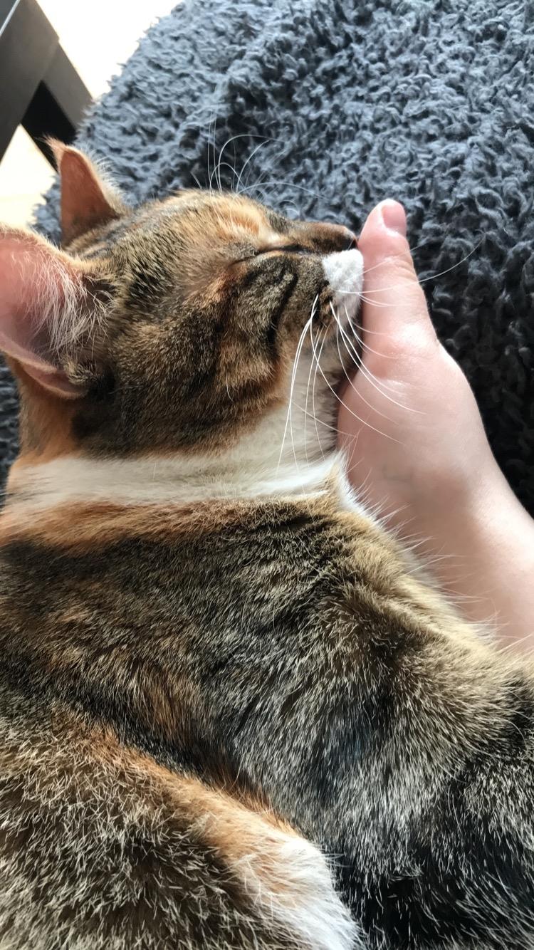 Huskat Fiji billede 6