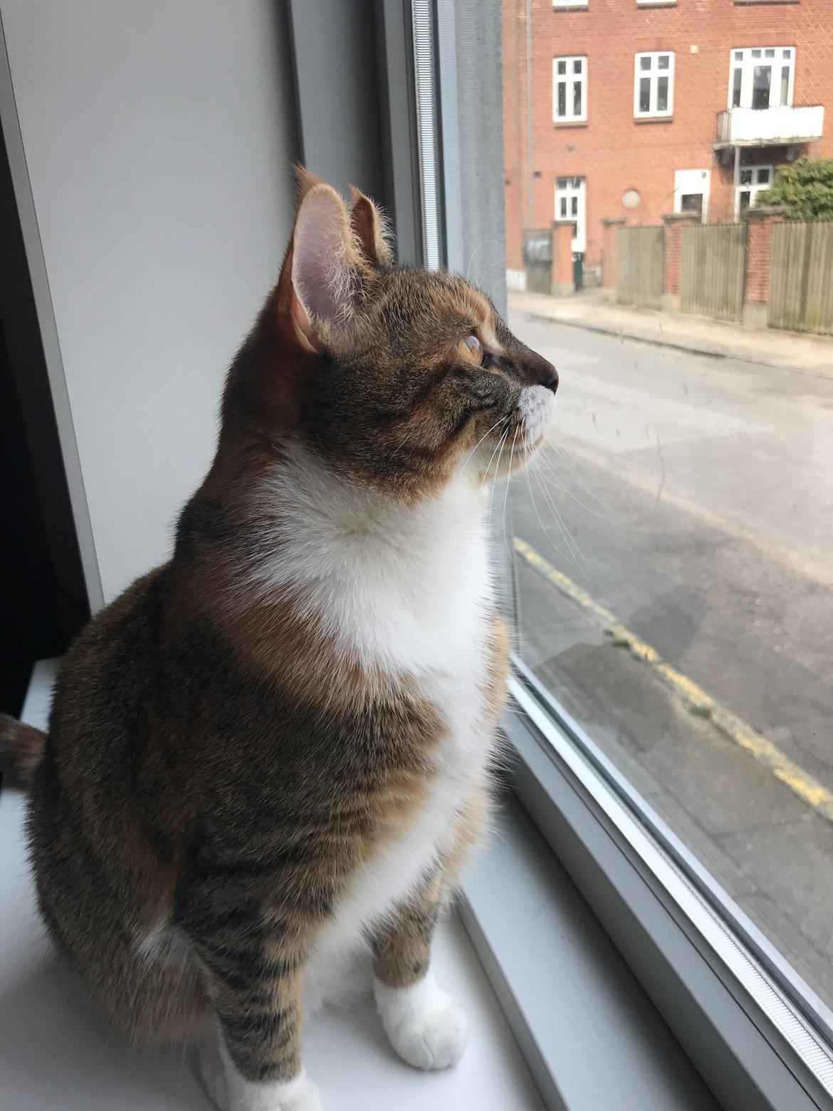 Huskat Fiji billede 8