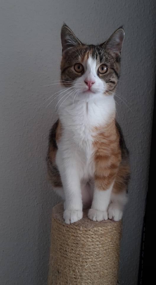 Huskat Harley Quinn (Q) billede 1