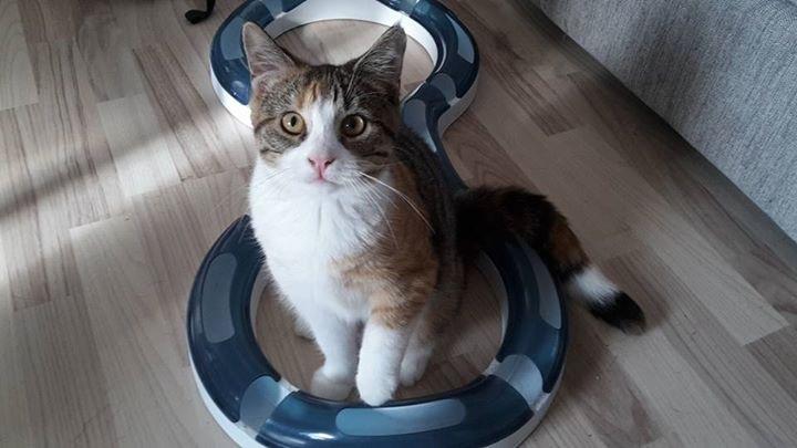 Huskat Harley Quinn (Q) billede 2