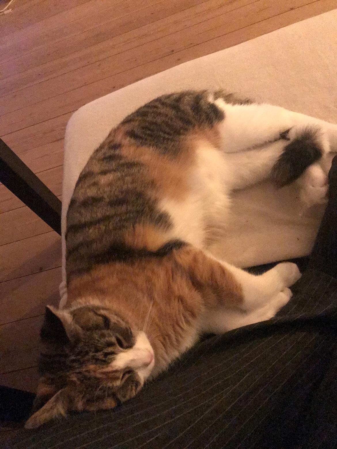 Huskat Harley Quinn (Q) billede 6