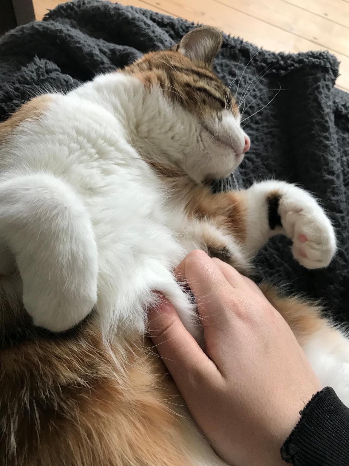 Huskat Harley Quinn (Q) billede 13