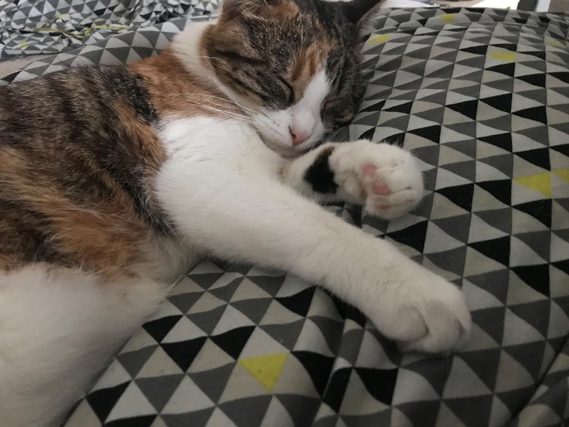 Huskat Harley Quinn (Q) billede 11