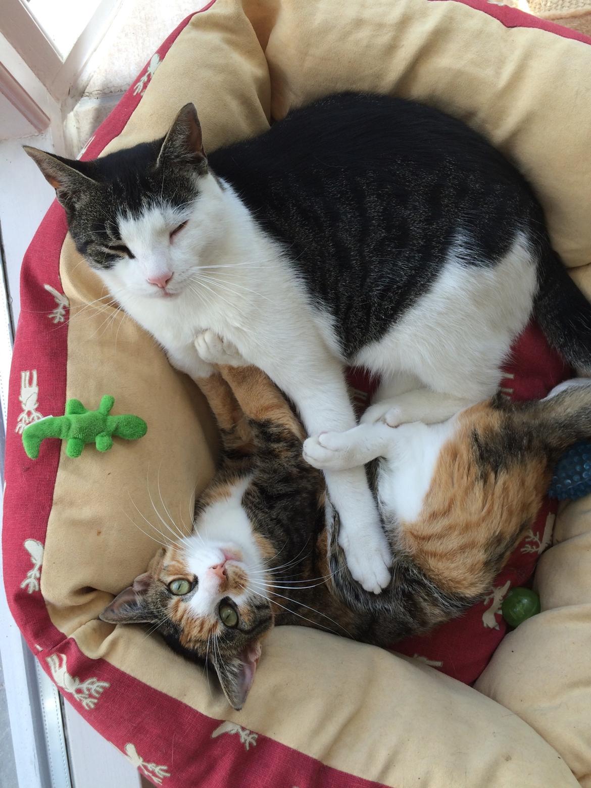 Huskat Sprutte billede 3