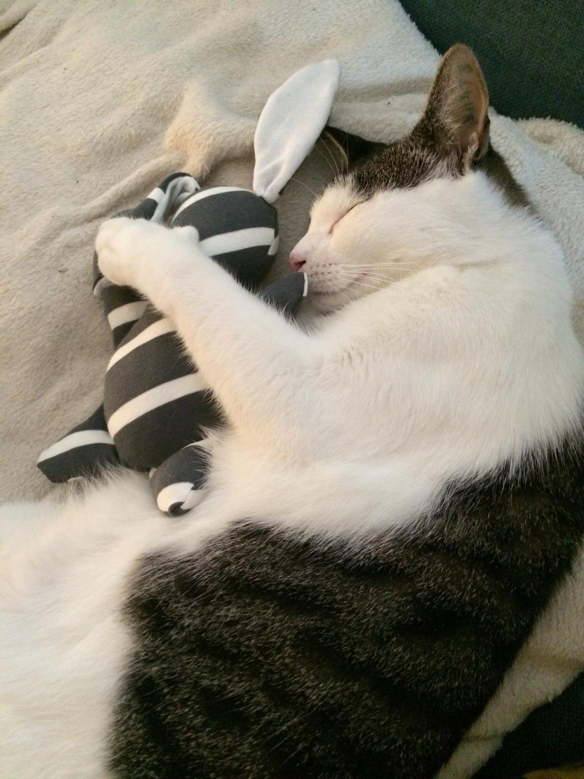 Huskat Sprutte billede 4