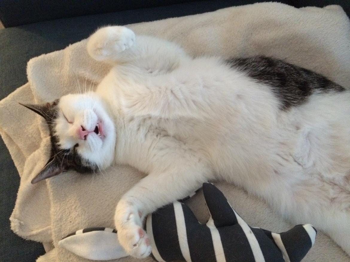 Huskat Sprutte billede 2