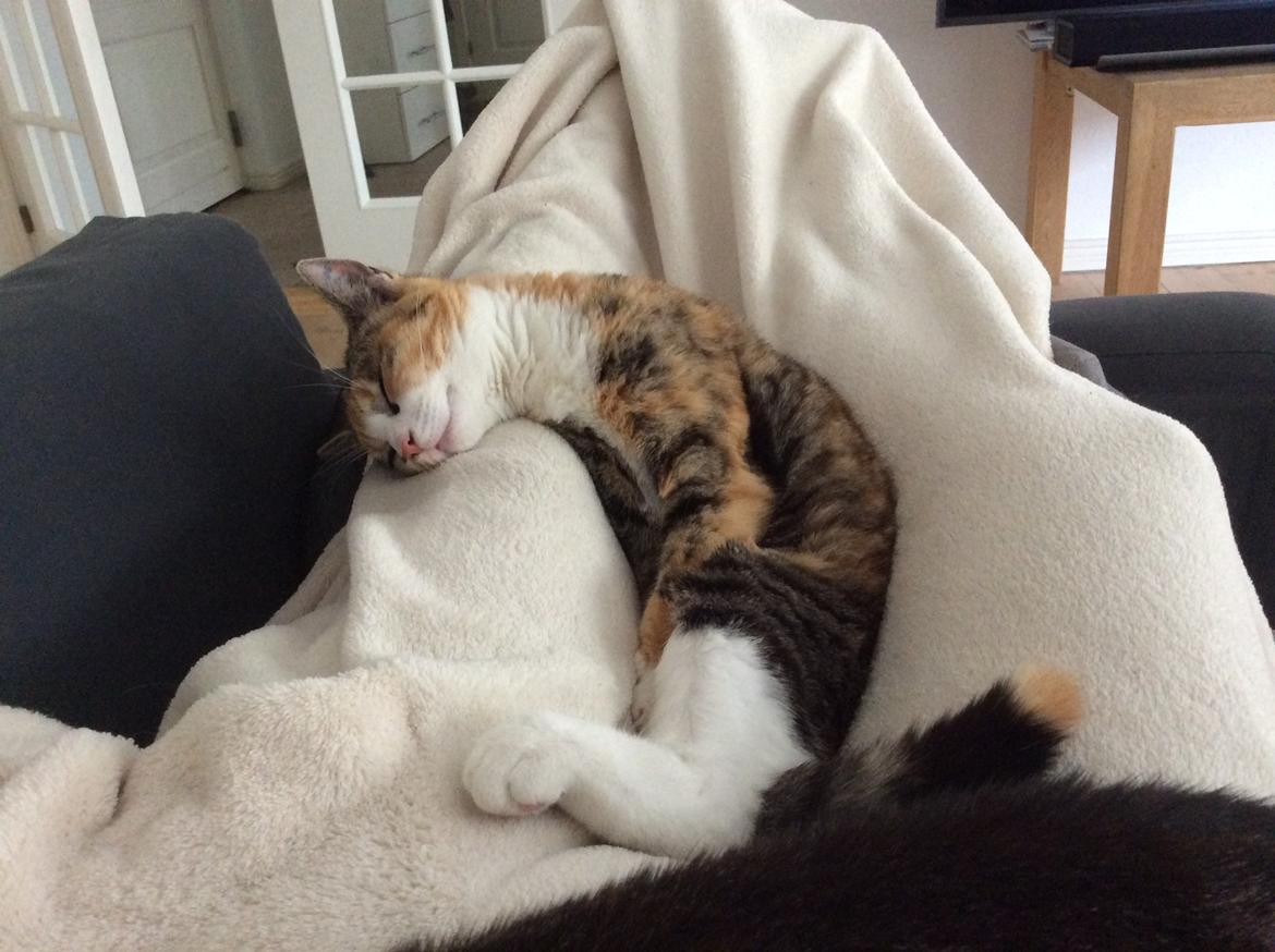 Huskat Julle billede 1