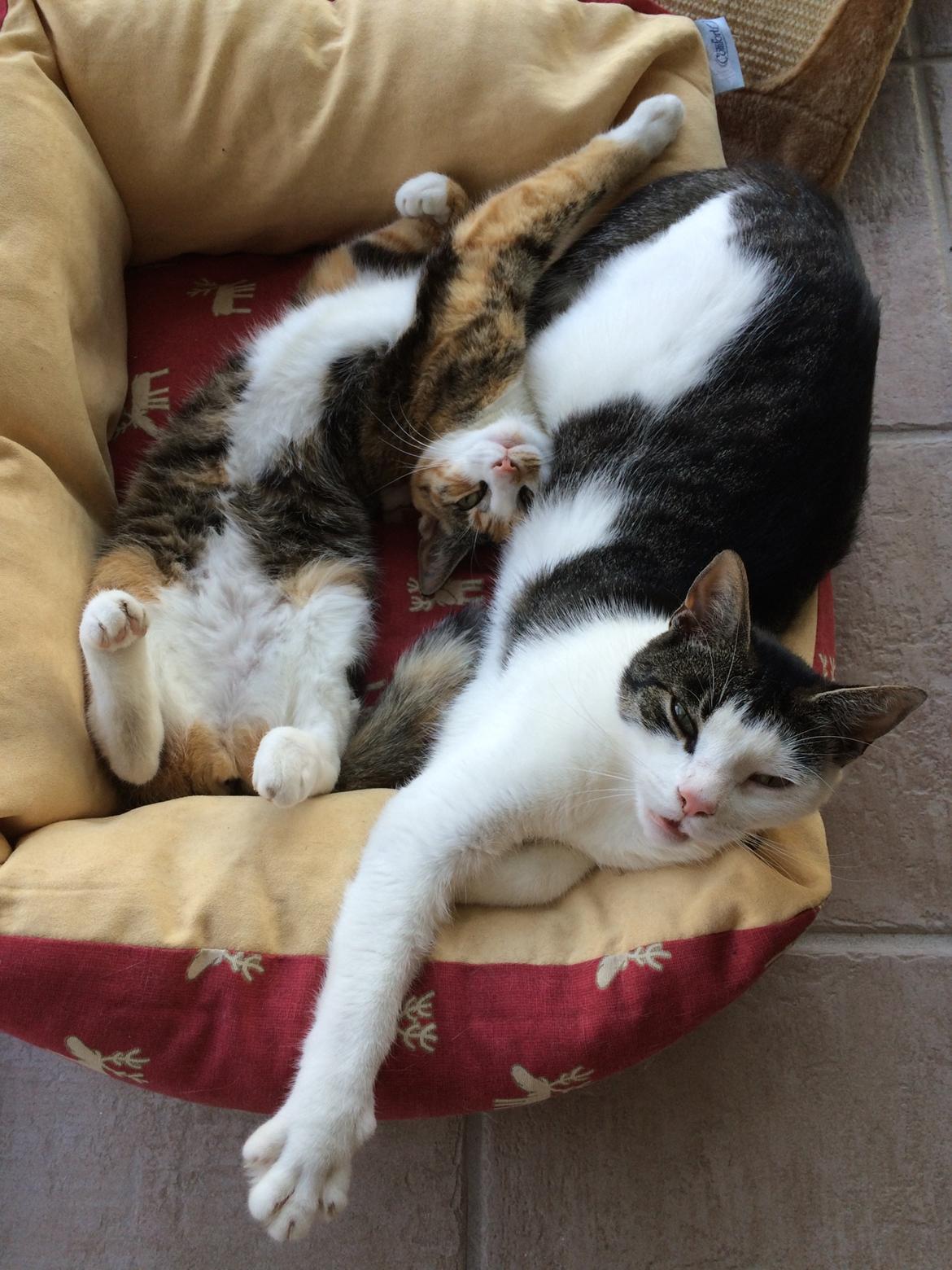 Huskat Julle billede 4