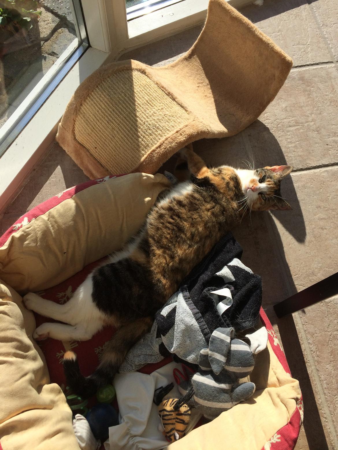 Huskat Julle billede 5