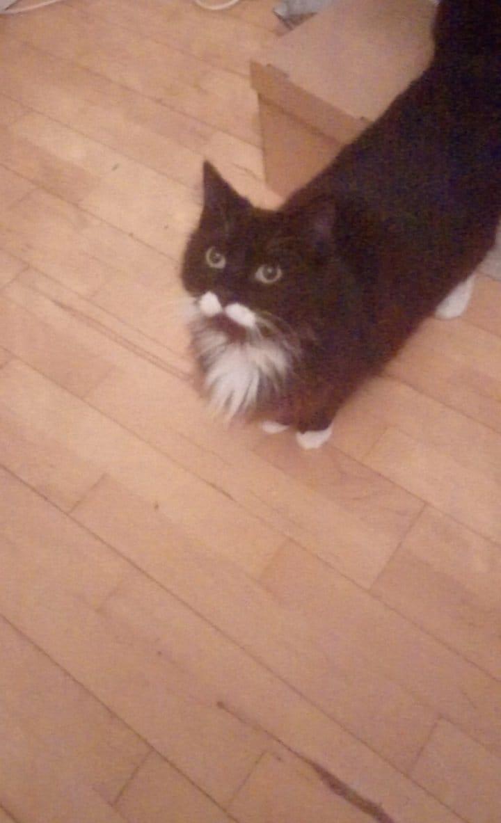 Blanding af racer Toulouse  billede 12