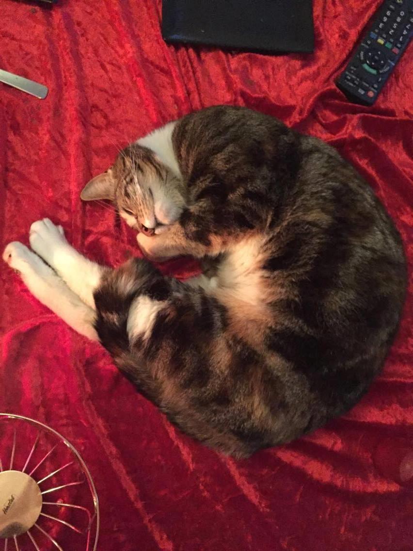 Huskat Mille billede 2