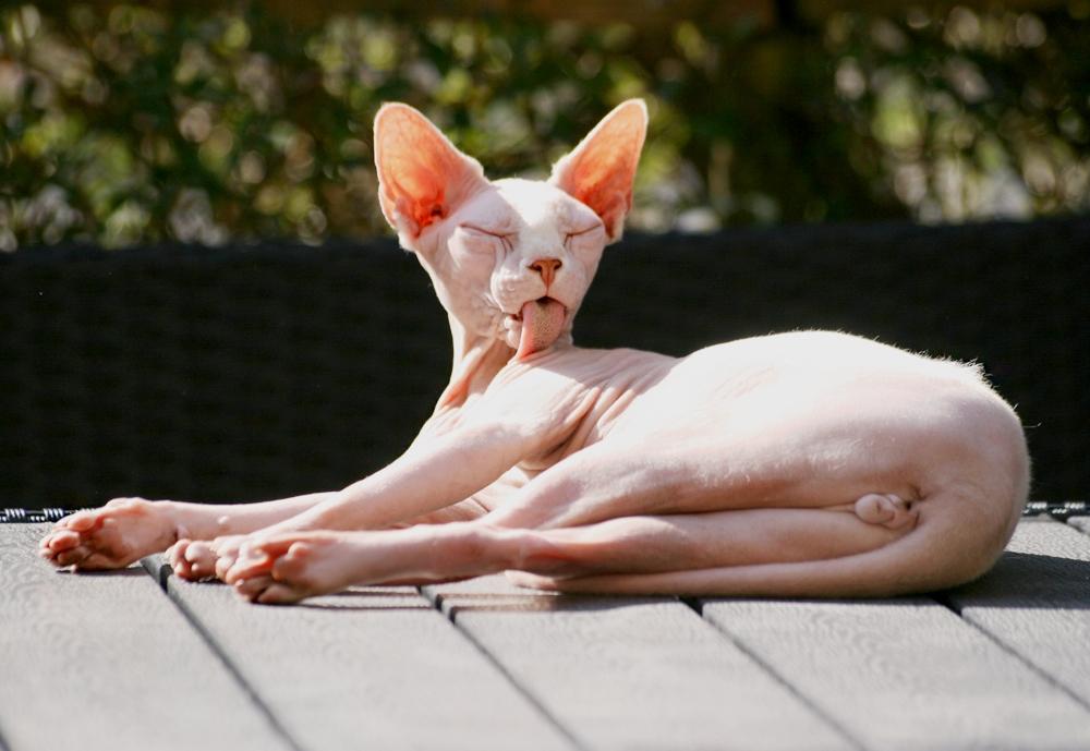 Sphynx Magnus Anat Her*PL - "Gustav" billede 47